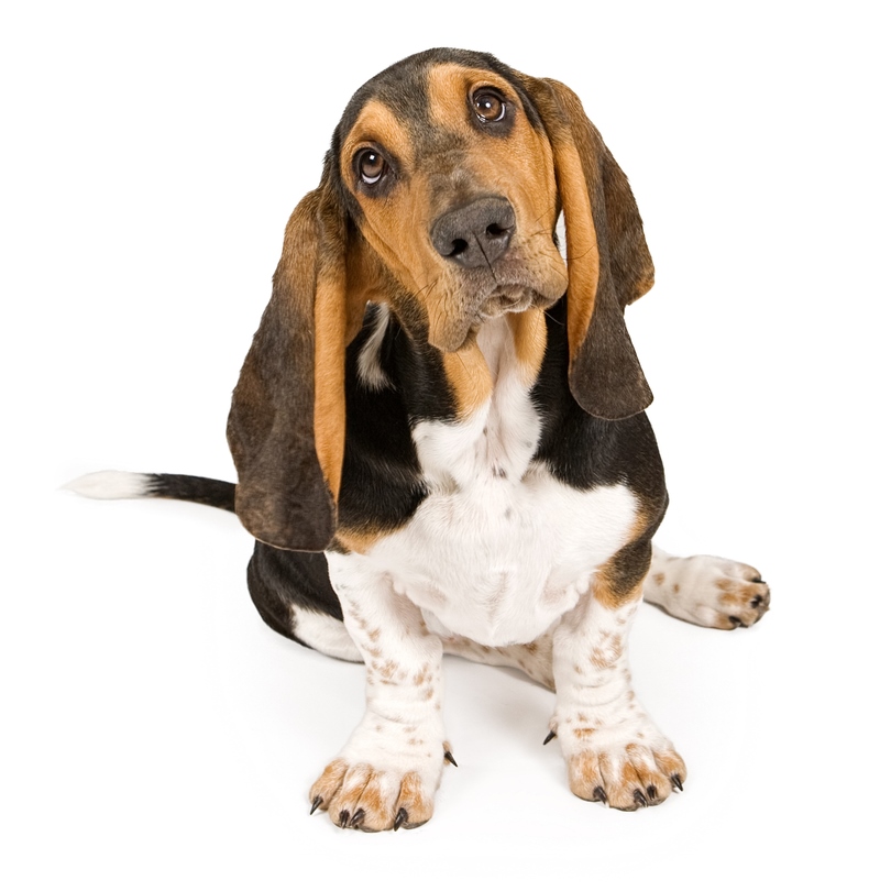 Basset hound ear infection